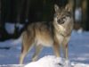 Are Dogs And Wolves The Same Species? Are Dogs And Wolves The Same Species