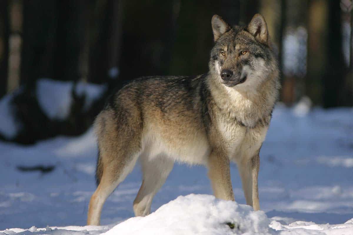 Are Dogs And Wolves The Same Species