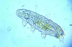 Are Tardigrades Dangerous? Are Tardigrades Dangerous