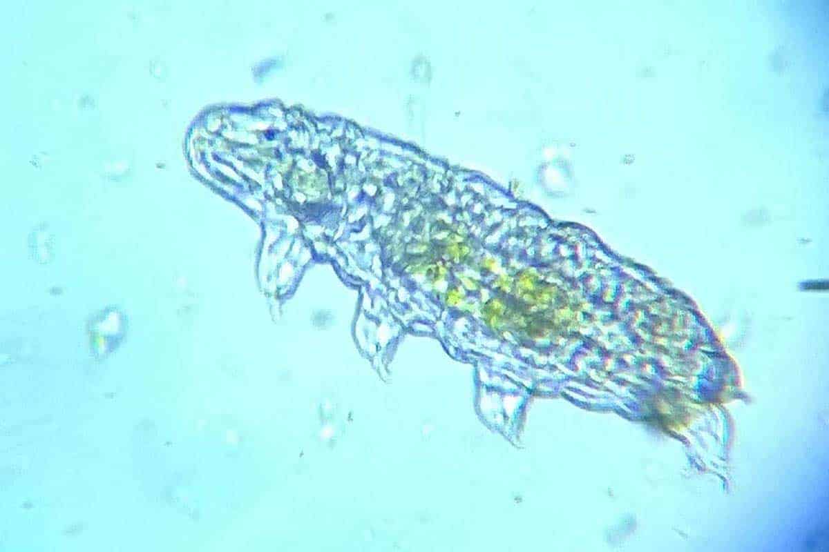 Are Tardigrades Dangerous