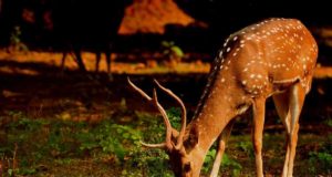 Can Deer Eat Chocolate