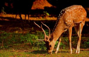 Can Deer Eat Chocolate? Can Deer Eat Chocolate