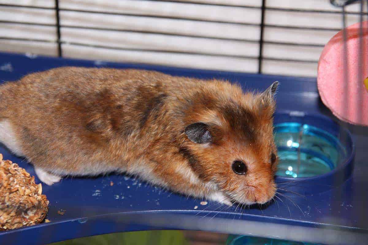 dehydrated hamster