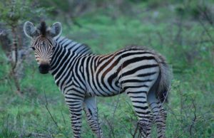 Can You Ride A Zebra Like A Horse? Can You Ride A Zebra Like A Horse