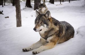 How Big Are Wolves Compared To Humans? How Big Are Wolves Compared To Humans