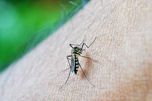 How Does Malaria Spread