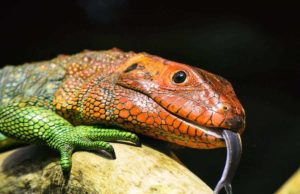 How Long Can A Lizard Live Without Food? How Long Can A Lizard Live Without Food