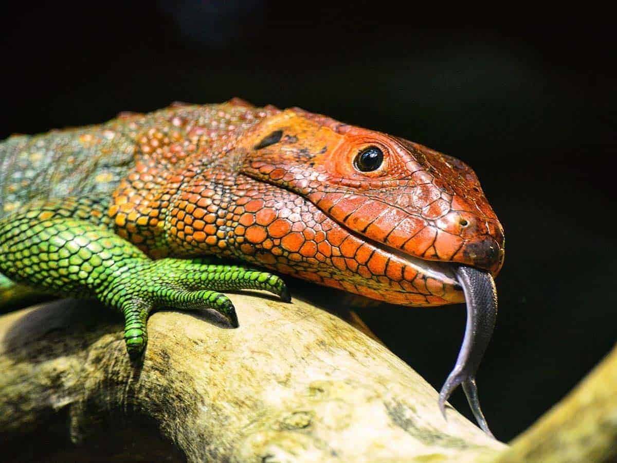 Quanto tempo pode um lagarto viver sem comida