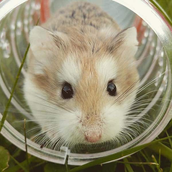 Importance Of Water To Your Hamster