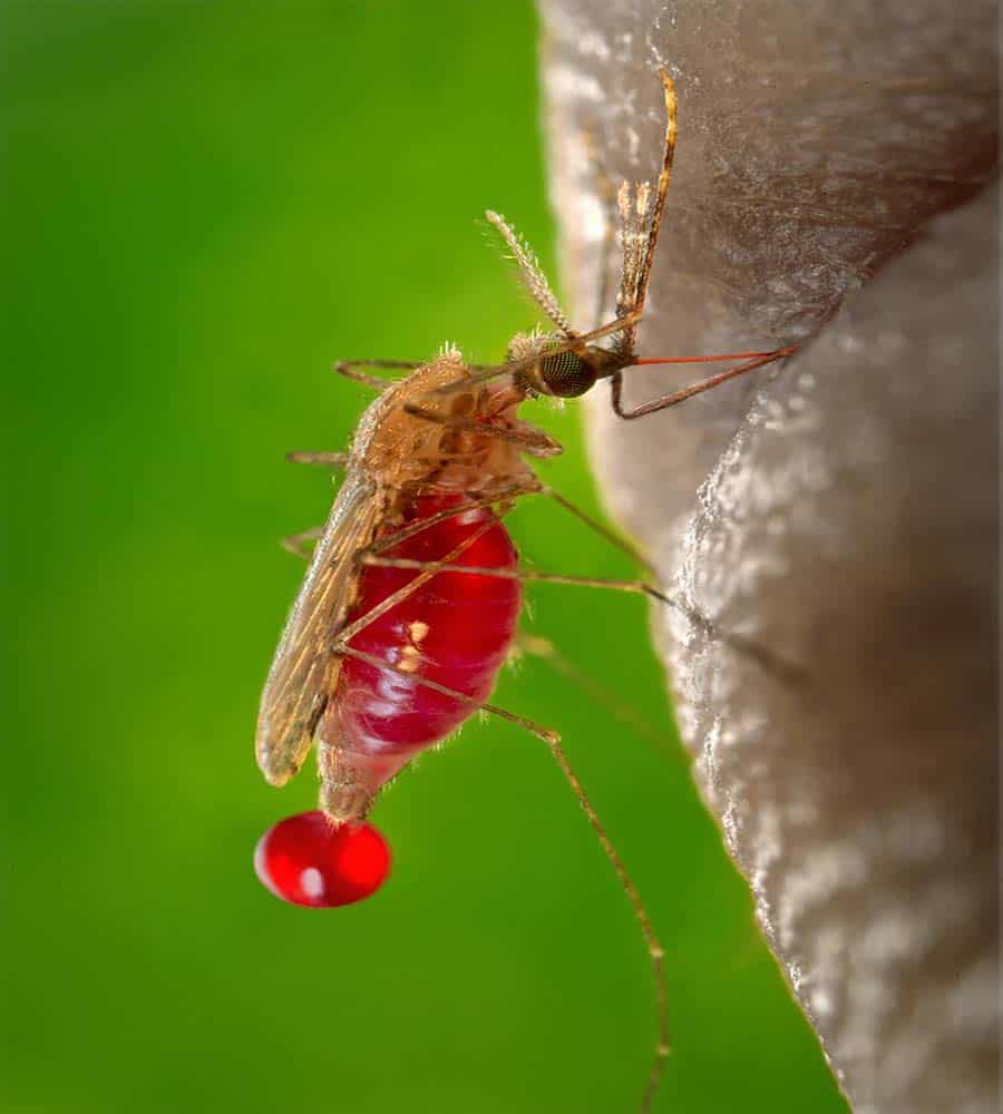 Long Term Effects Of Malaria