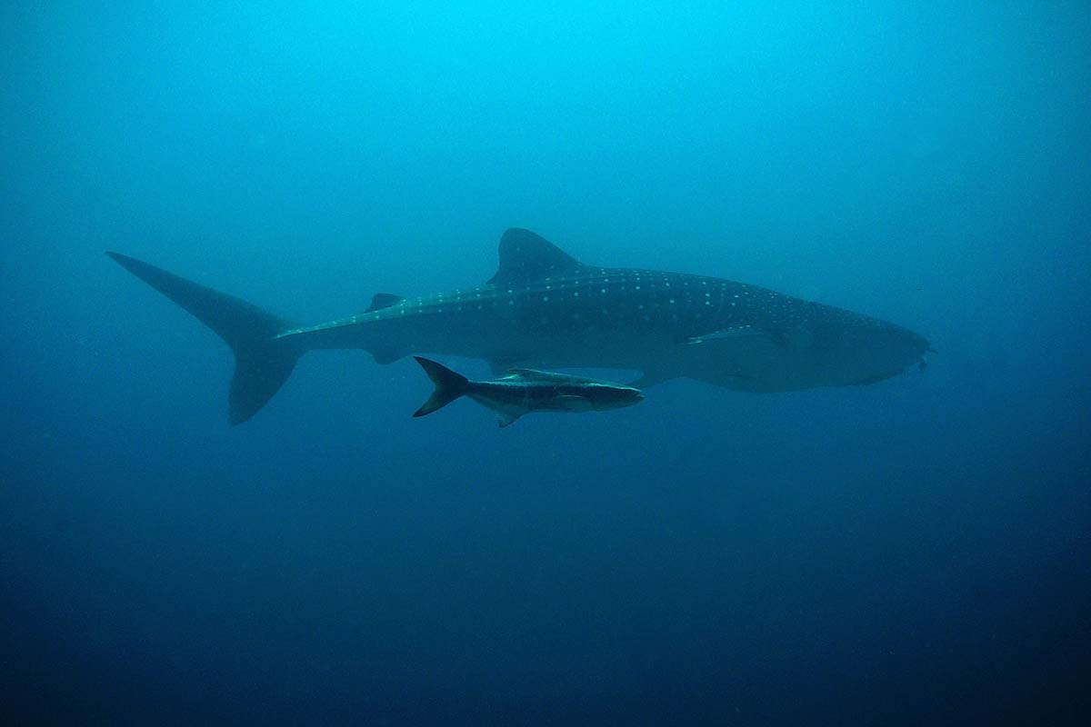 Whale Shark Vs Blue Whale