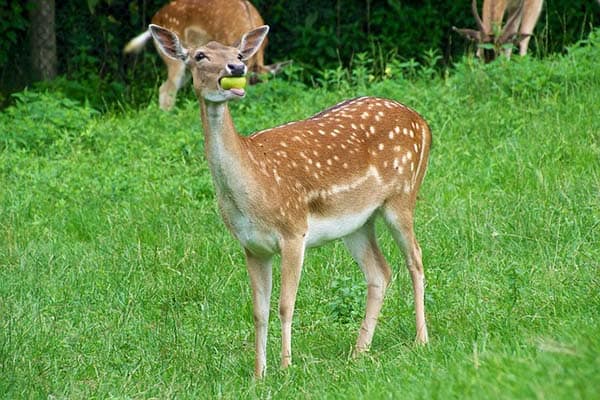 What Does A Deer Like To Eat