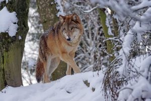 Cuál es la especie de lobo más grande del planeta