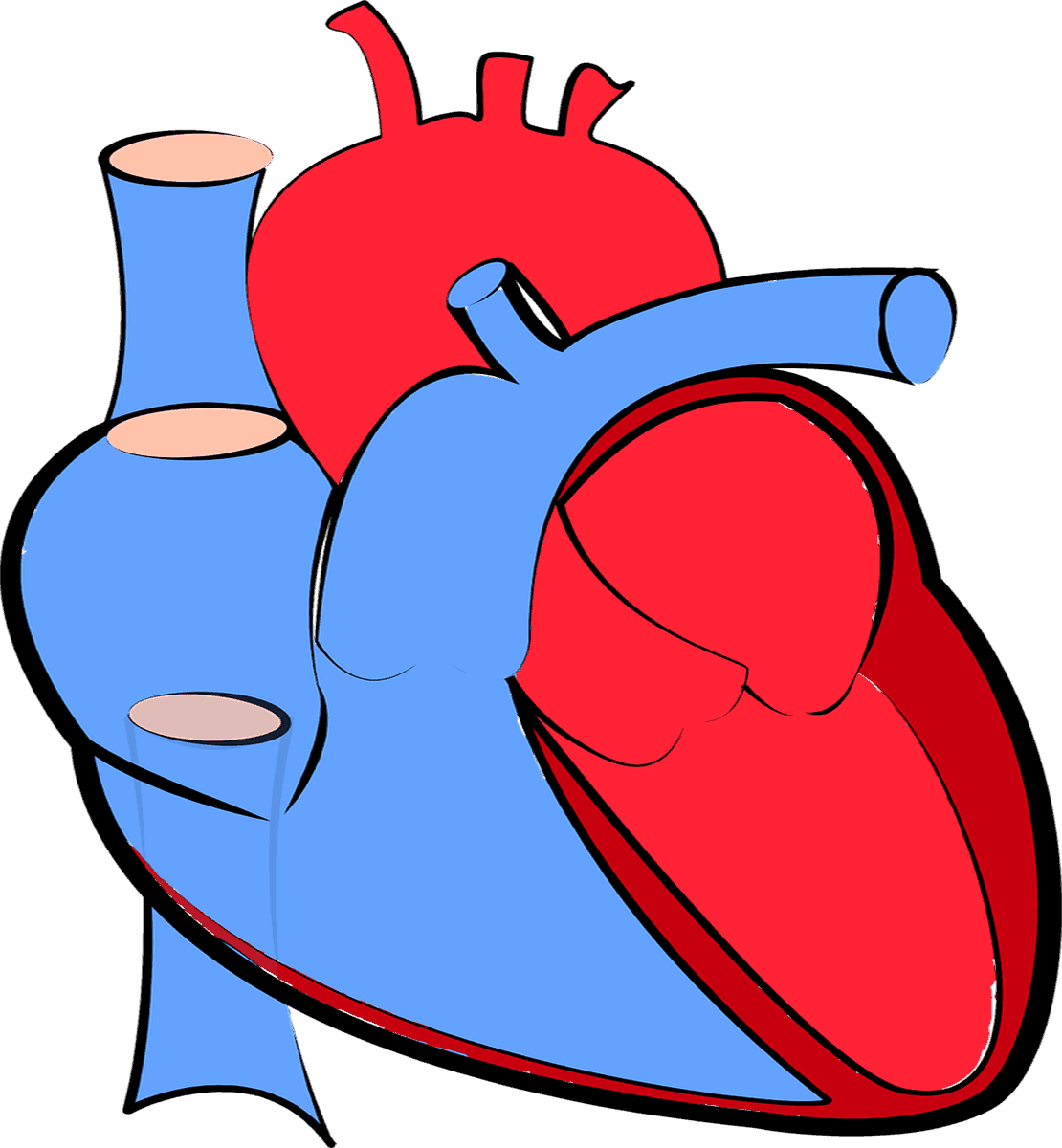 What Is The Purpose Of The Coronary Artery