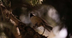 Why Do Birds Chirp At Night