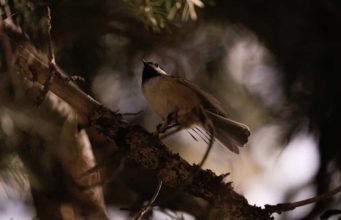 Why Do Birds Chirp At Night? Why Do Birds Chirp At Night