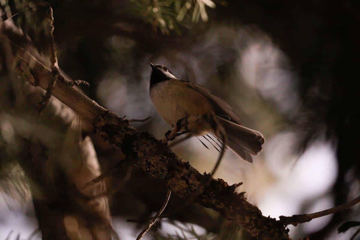 Why Do Birds Chirp At Night