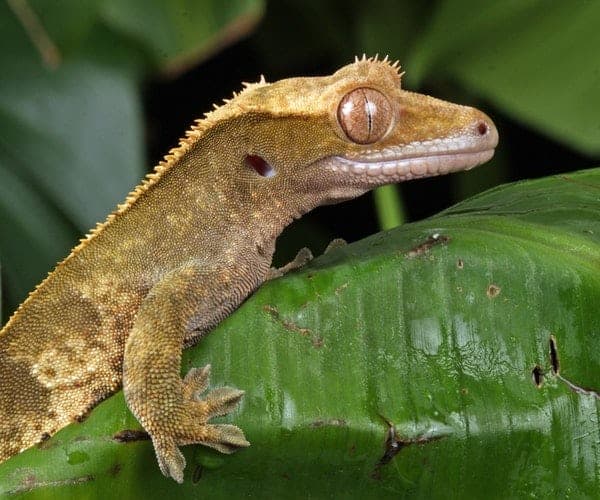 Pourquoi un lézard vit-il sans nourriture