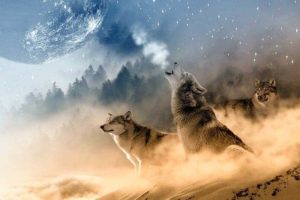 Wolves And Human Beings