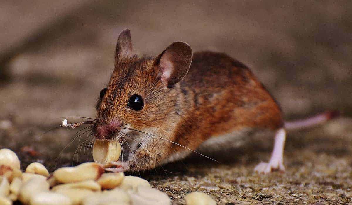 Does Mice Like Peanut Butter