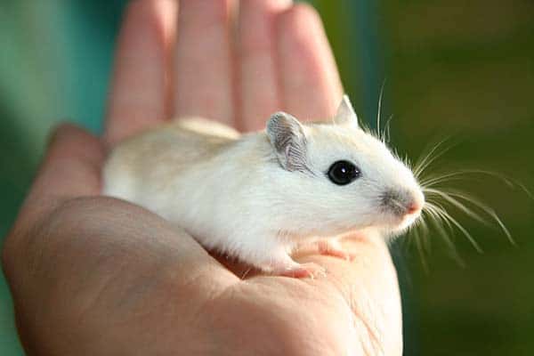 Health Problems House Mice Can Cause