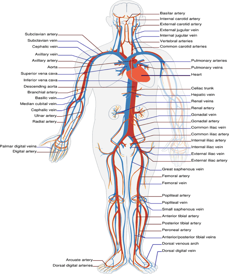 Structural Difference Between Arteries And Veins Things You Need To Know