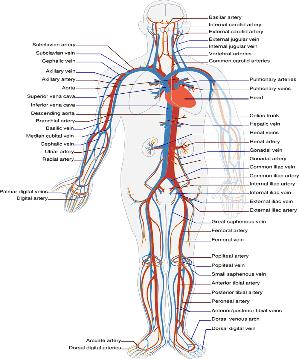 Structural Difference Between Arteries And Veins