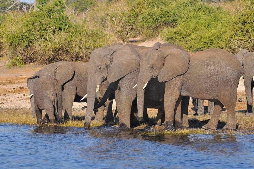 What Is The Goal Of Wildlife Conservation? - Maine News Online