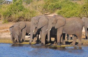 What Is The Goal Of Wildlife Conservation? What Is The Goal Of Wildlife Conservation