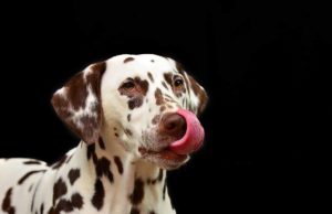 What Type Of Dog Is Marmaduke? What Type Of Dog Is Marmaduke