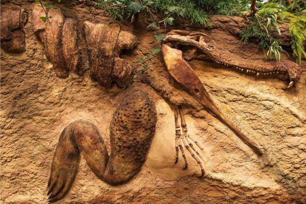 i dig it rocks and fossils