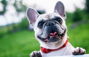 Can Dogs Eat Beef Rib Bones? Can Dogs Eat Beef Rib Bones