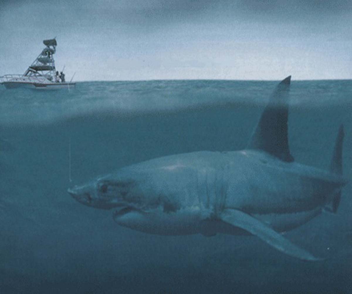 Dunkleosteus Vs Megalodon