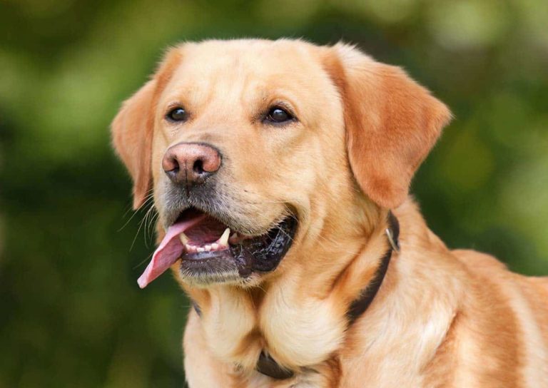 How To Ease My Dog's Joint Stiffness? Maine News Online