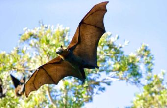 Why It’s Common To Get Bats In Your Maine Home From Spring To Fall Why It's Common To Get Bats In Your Maine Home From Spring To Fall