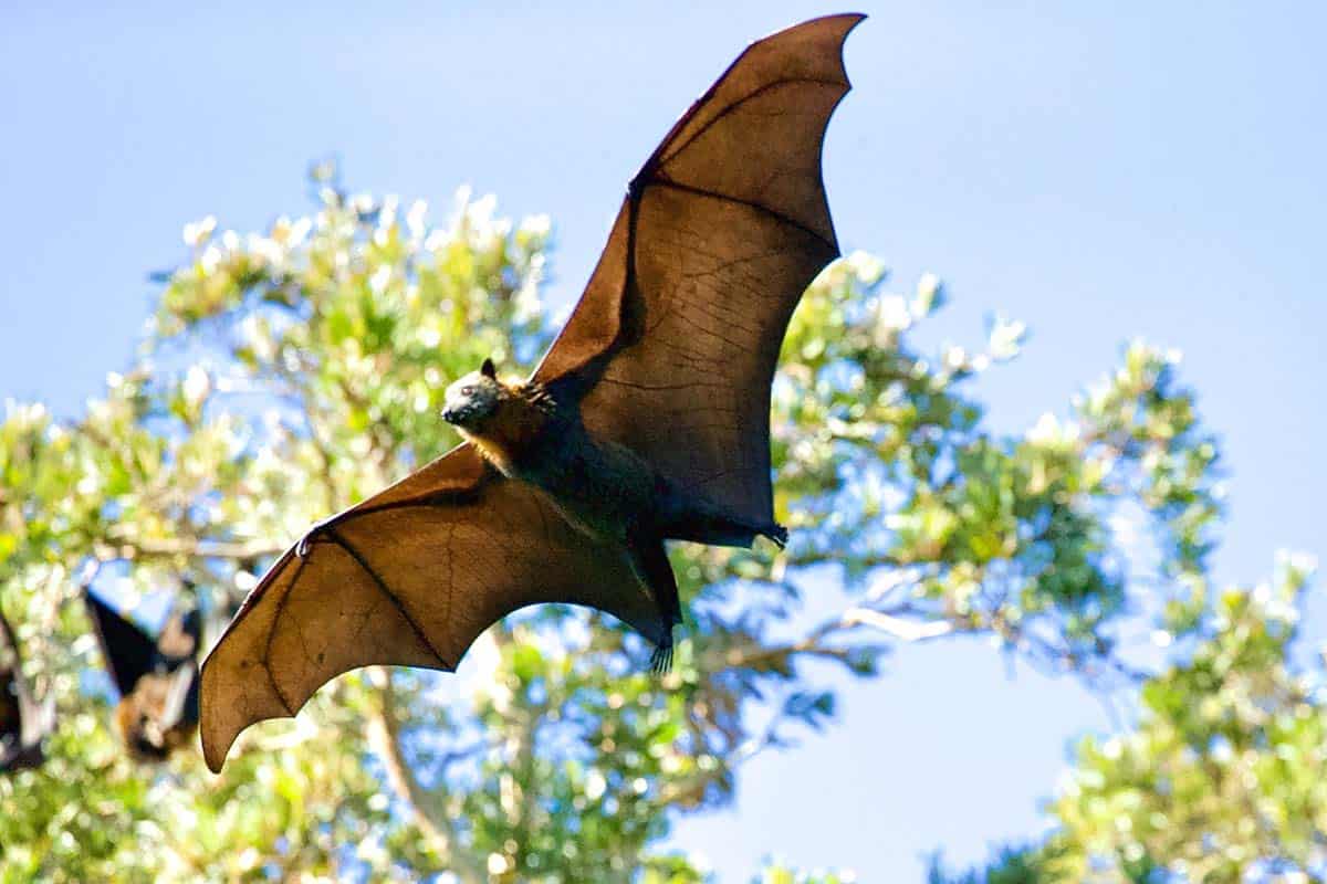 Why It's Common To Get Bats In Your Maine Home From Spring To Fall