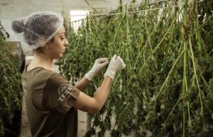 5 Reasons It’s Patriotic To Support The Hemp Industry 5 Reasons It's Patriotic To Support The Hemp Industry