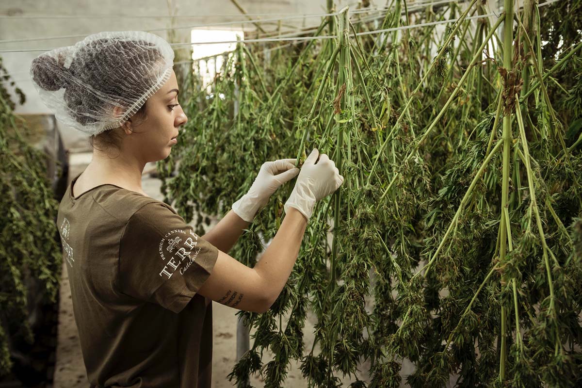 5 Reasons It's Patriotic To Support The Hemp Industry