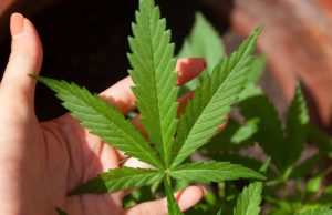 8 CBD Purchasing Tips 8 CBD Purchasing Tips