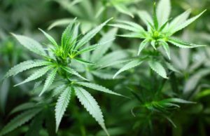 Comparing Cannabis Stocks For Investing Purposes Comparing Cannabis Stocks For Investing Purposes