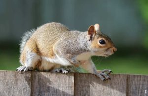 How To Get Squirrels Out Of Your Home How To Get Squirrels Out Of Your Home