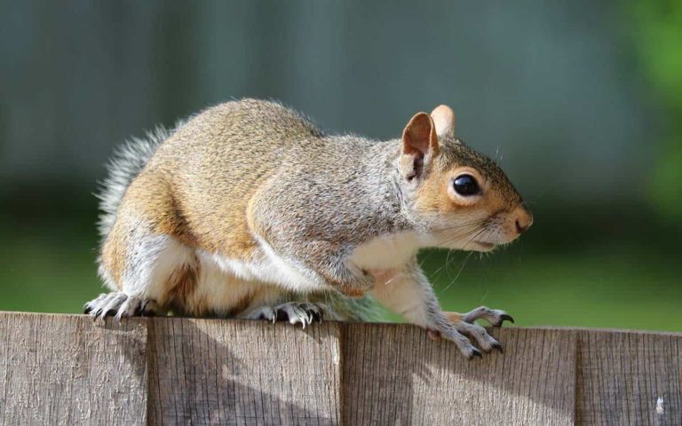 How To Get Squirrels Out Of Your Home Maine News Online