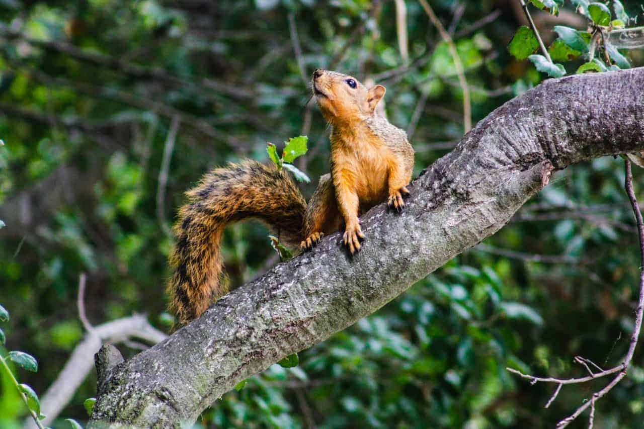 Common Wildlife Found In Maine And The Damage They Can Cause