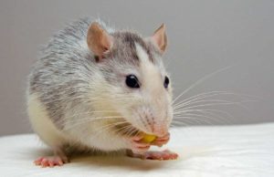 3 DIY Ways To Get Rid Of Mice And Rats In Your Home 3 DIY Ways To Get Rid Of Mice And Rats In Your Home