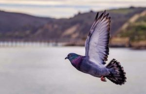 Why Do You Need A Pigeon Control Program? Why Do You Need A Pigeon Control Program