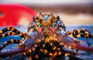 How Do Lobsters Communicate? 10 Shocking Facts About Lobsters How Do Lobsters Communicate