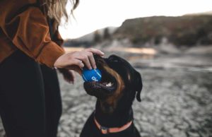 How To Choose The Right Dog Breed For Your Character? How To Choose The Right Dog Breed For Your Character