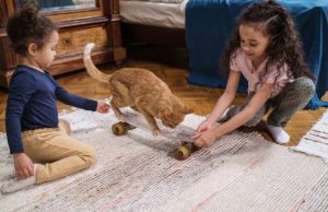 How To Make Your Cat Happy? How To Make Your Cat Happy