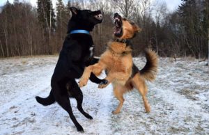4 Considerations If You Have An Aggressive Dog 4 Considerations If You Have An Aggressive Dog