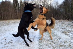 4 Considerations If You Have An Aggressive Dog